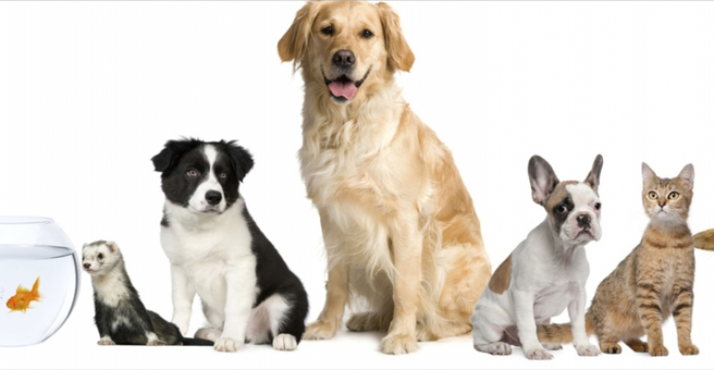 Джунгли, зоомагазин, ТД Пассаж