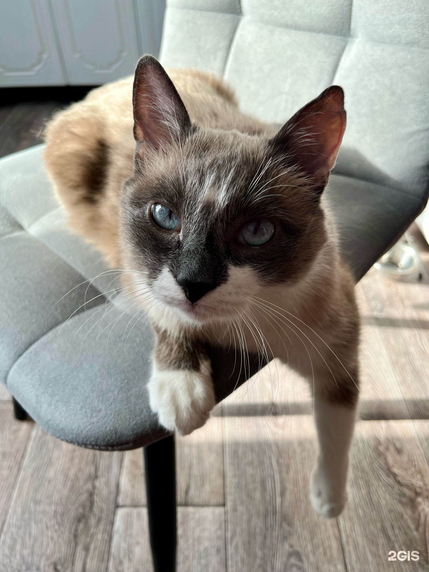 Челябинский центр ветеринарной медицины