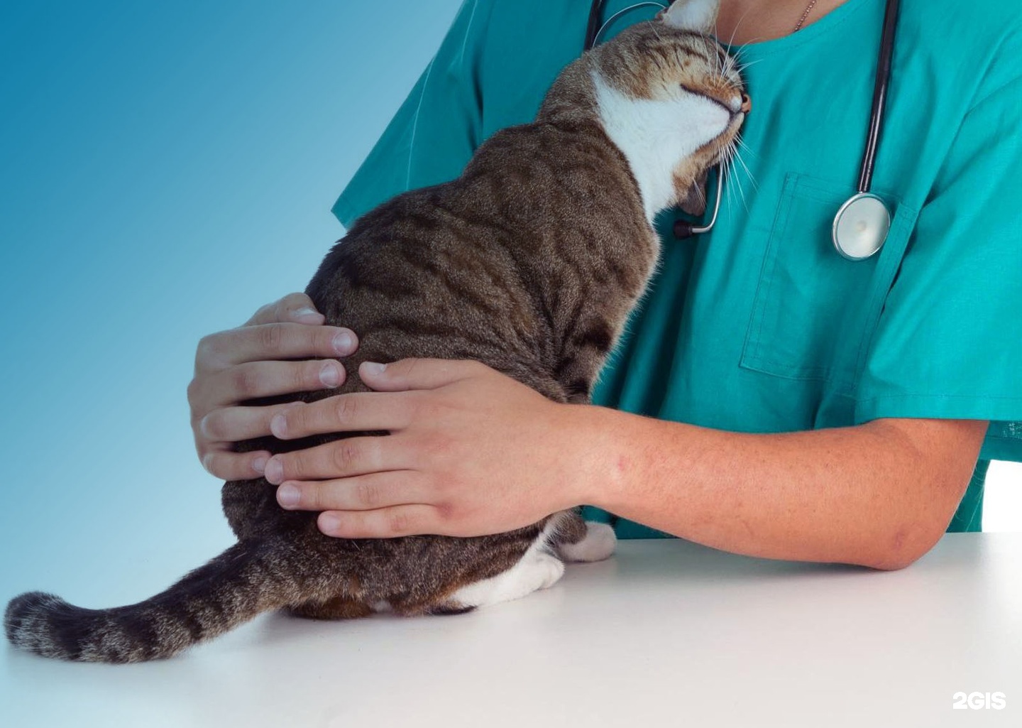 Доберман, ветеринарная клиника