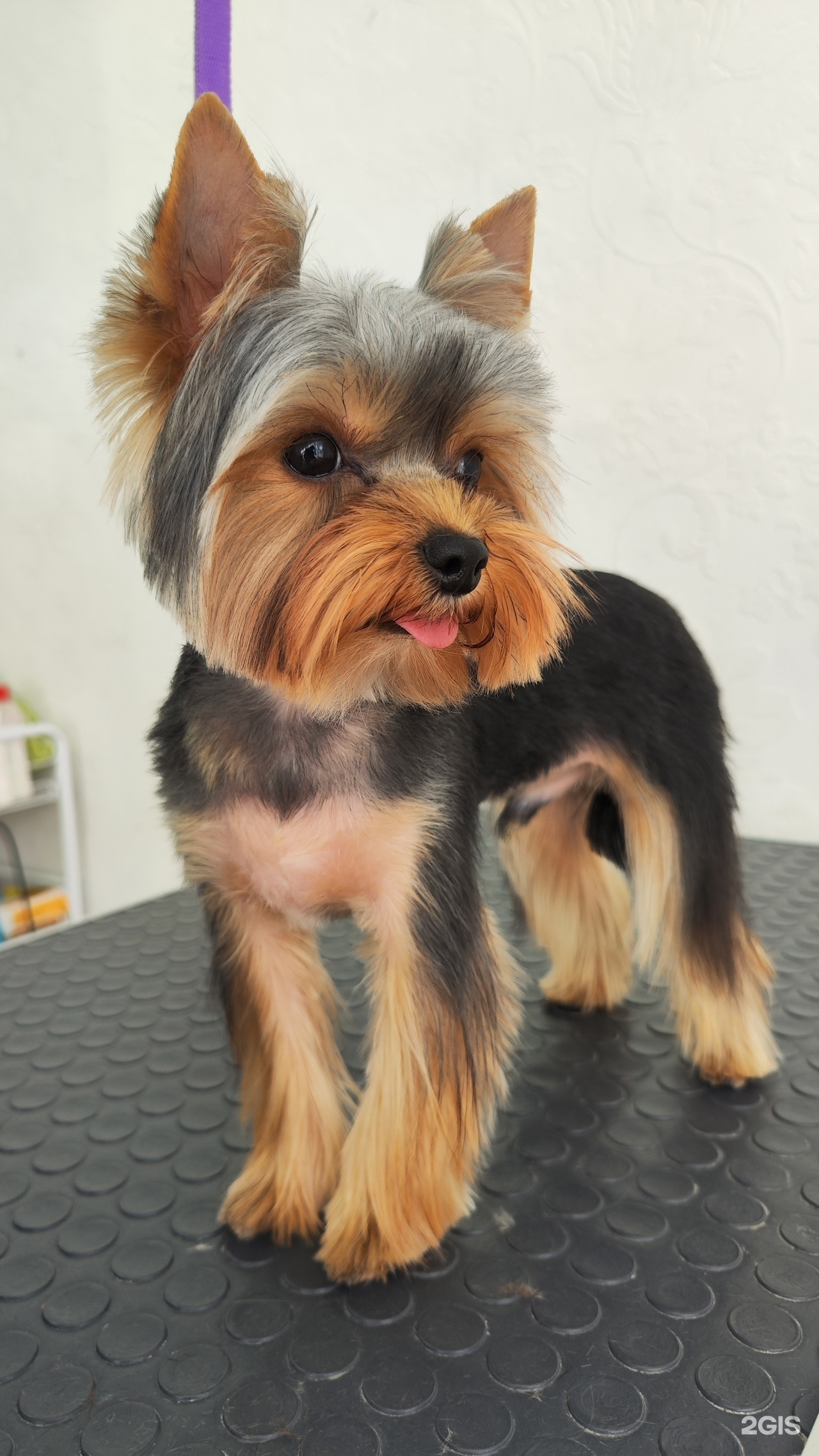 E. S. грумер, кабинет груминга