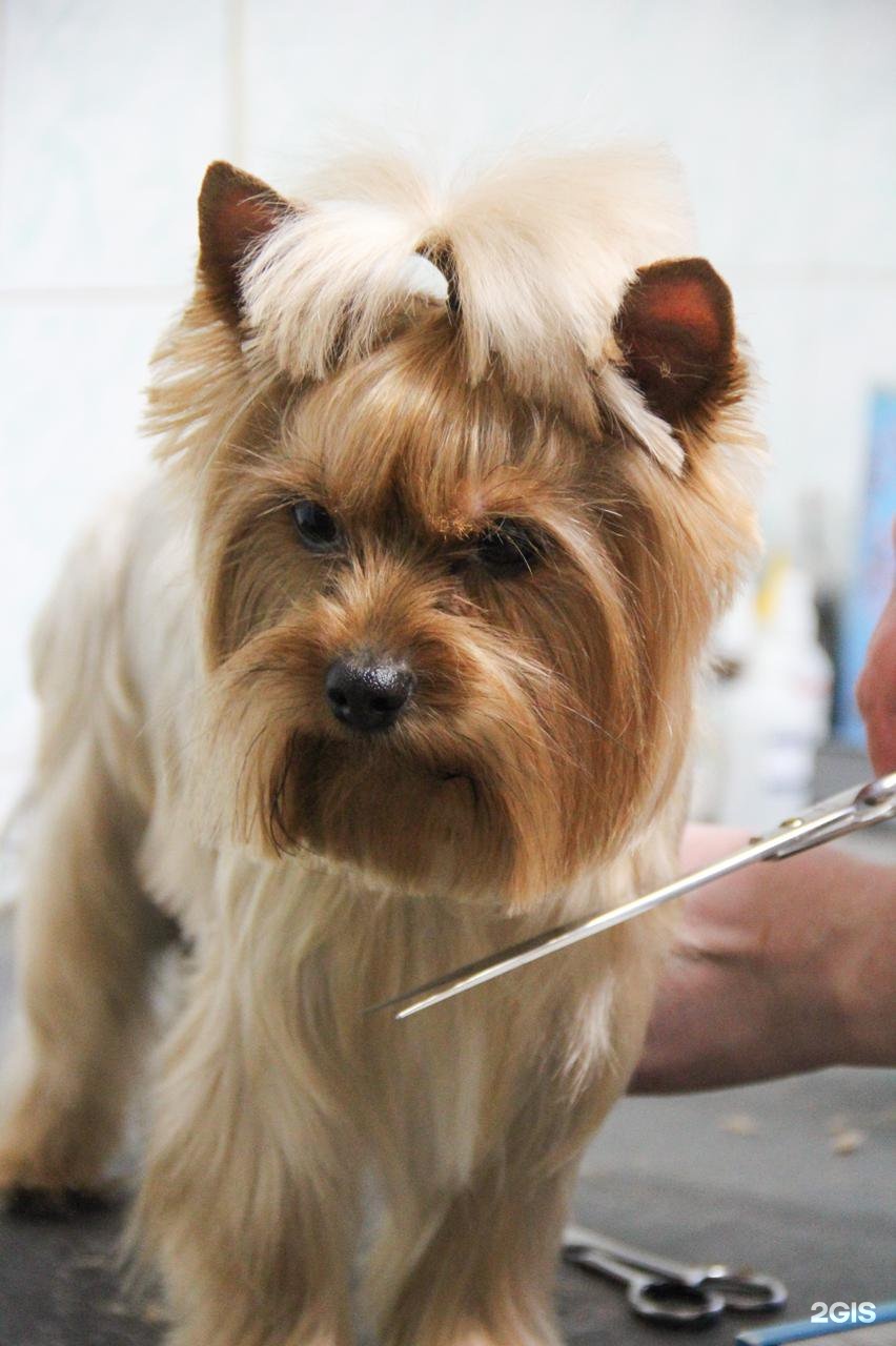 Грум-Мастер, зоосалон