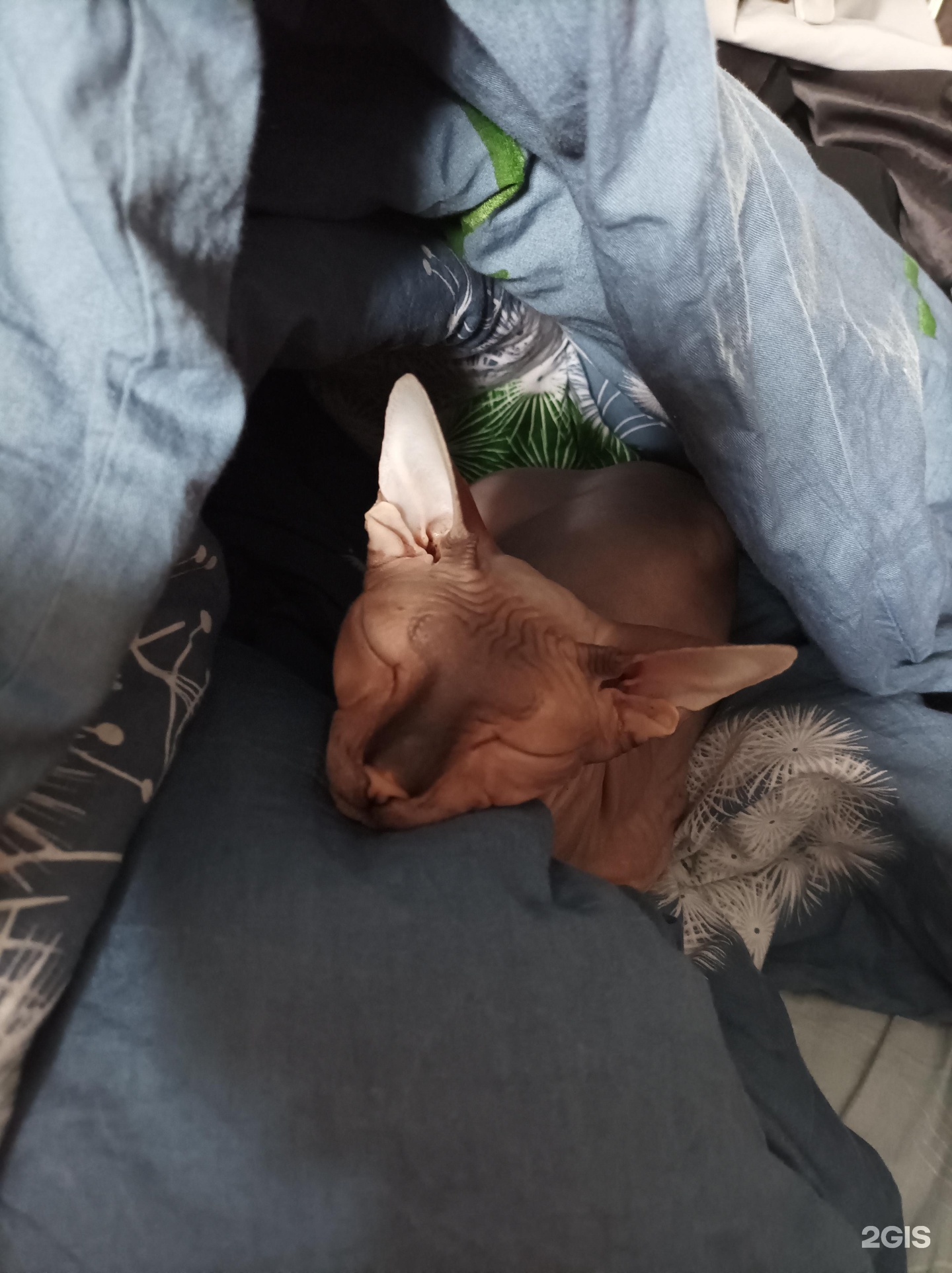 Котовасия, ветеринарная клиника