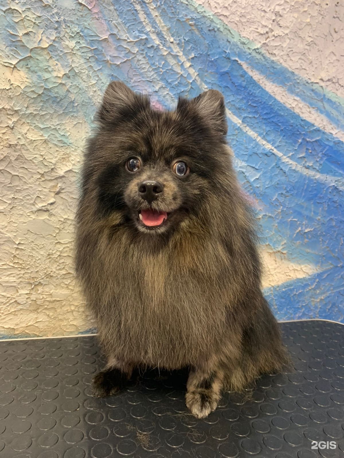 Котёнок Гав, зоогостиница и груминг-салон для питомцев