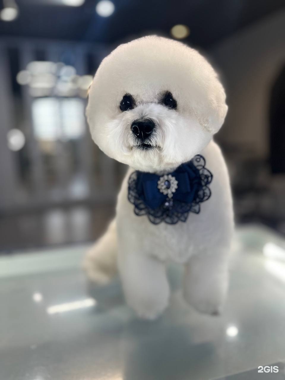 Милорд, груминг-центр