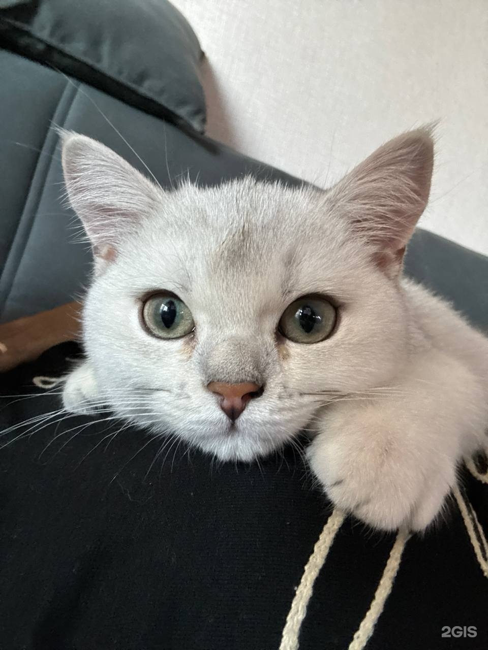 Питомец, ветеринарная клиника