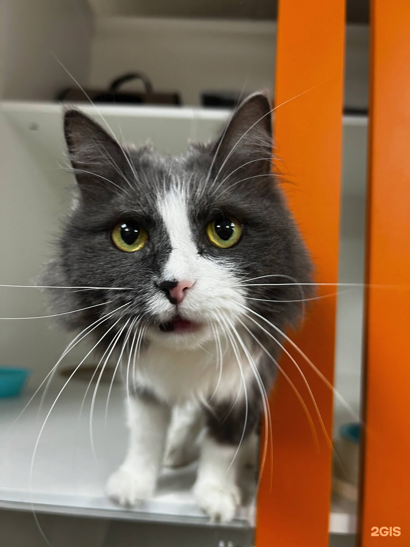 Совсем как дома, отель и груминг-салон для питомцев