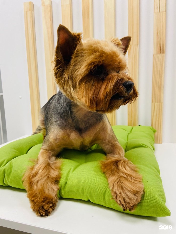 Совсем как дома, отель и груминг-салон для питомцев