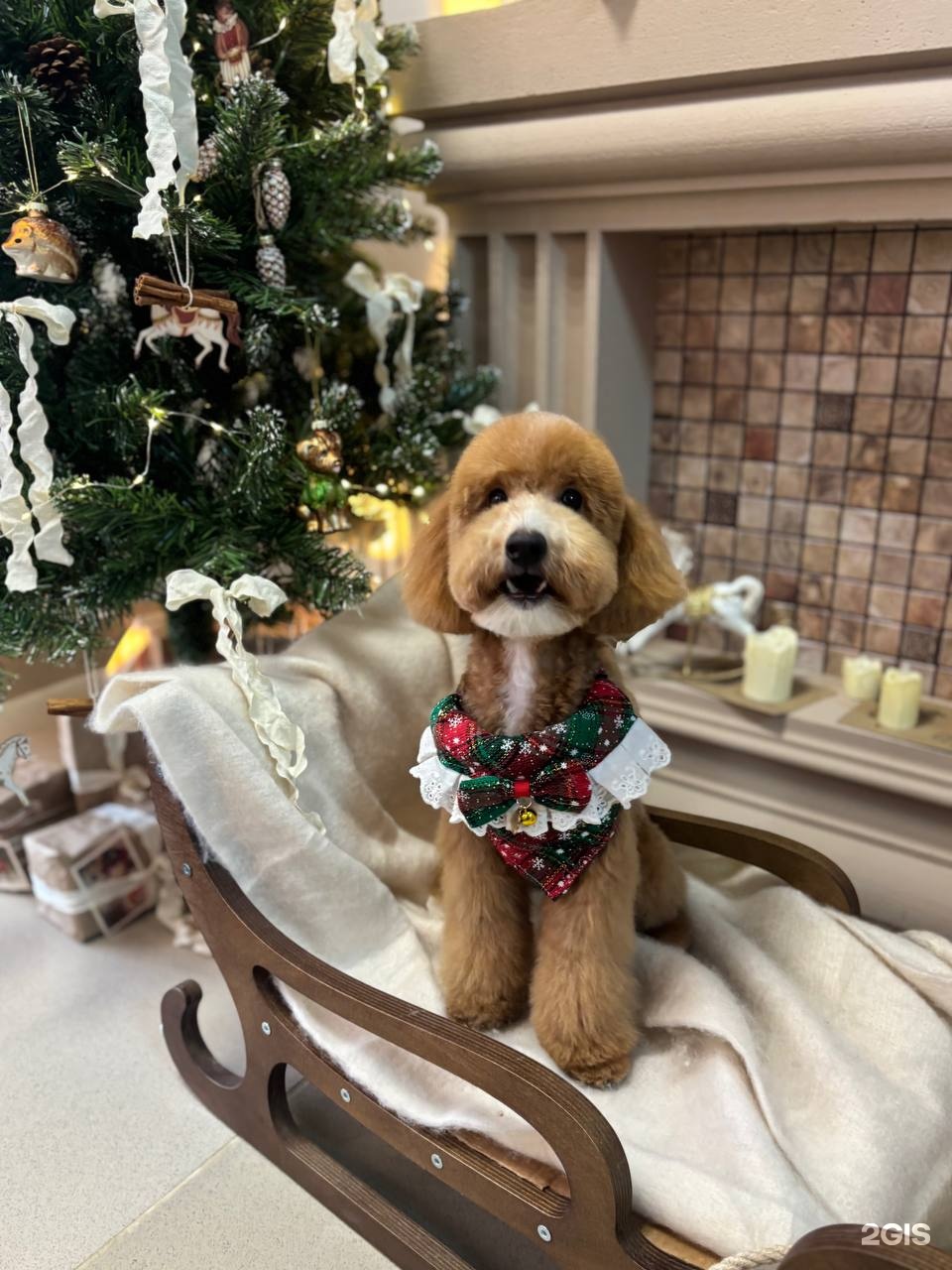 Стригли, груминг-мастерская