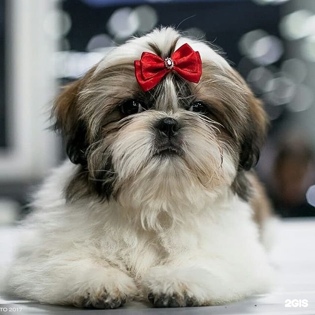 Ваш грумер, студия груминга