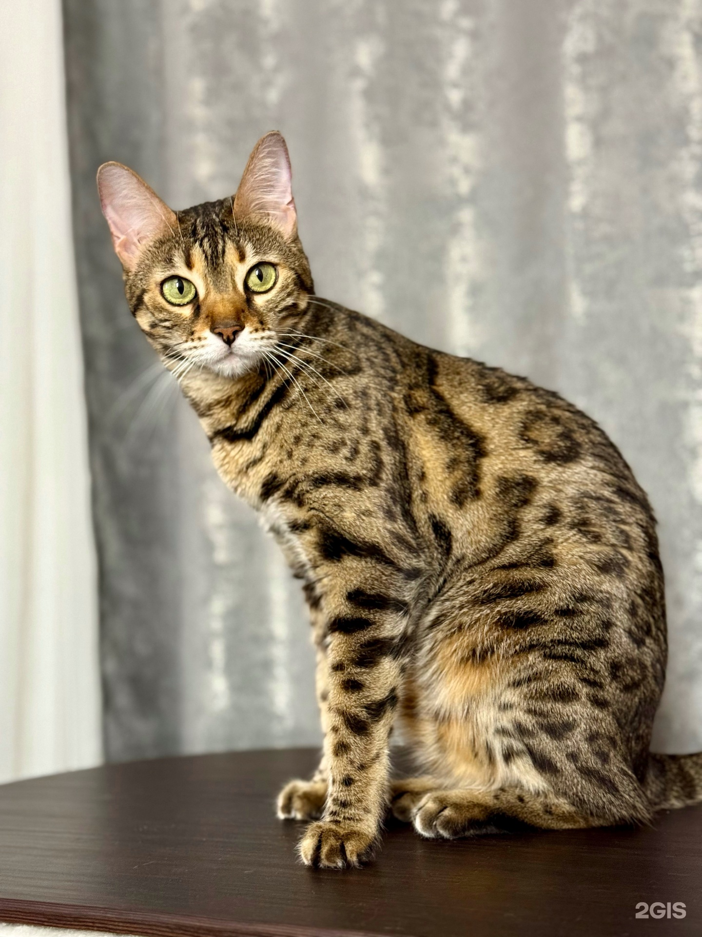 ВетМэн, ветеринарная клиника