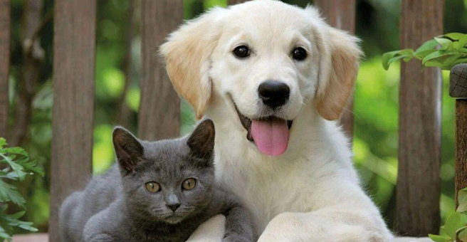 Пушистый доктор, ветеринарная клиника