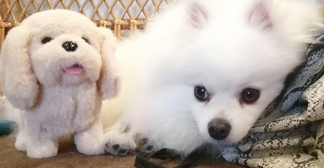 Вольф, груминг-салон — груминг Иркутск