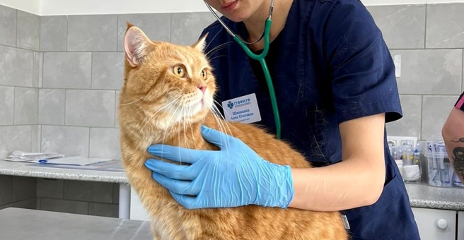 ГУФФИ, ветеринарная клиника