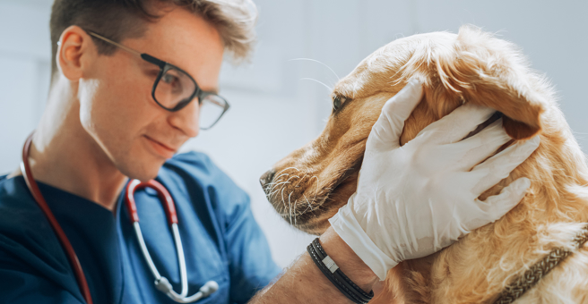 Медведица, ветеринарный многопрофильный центр