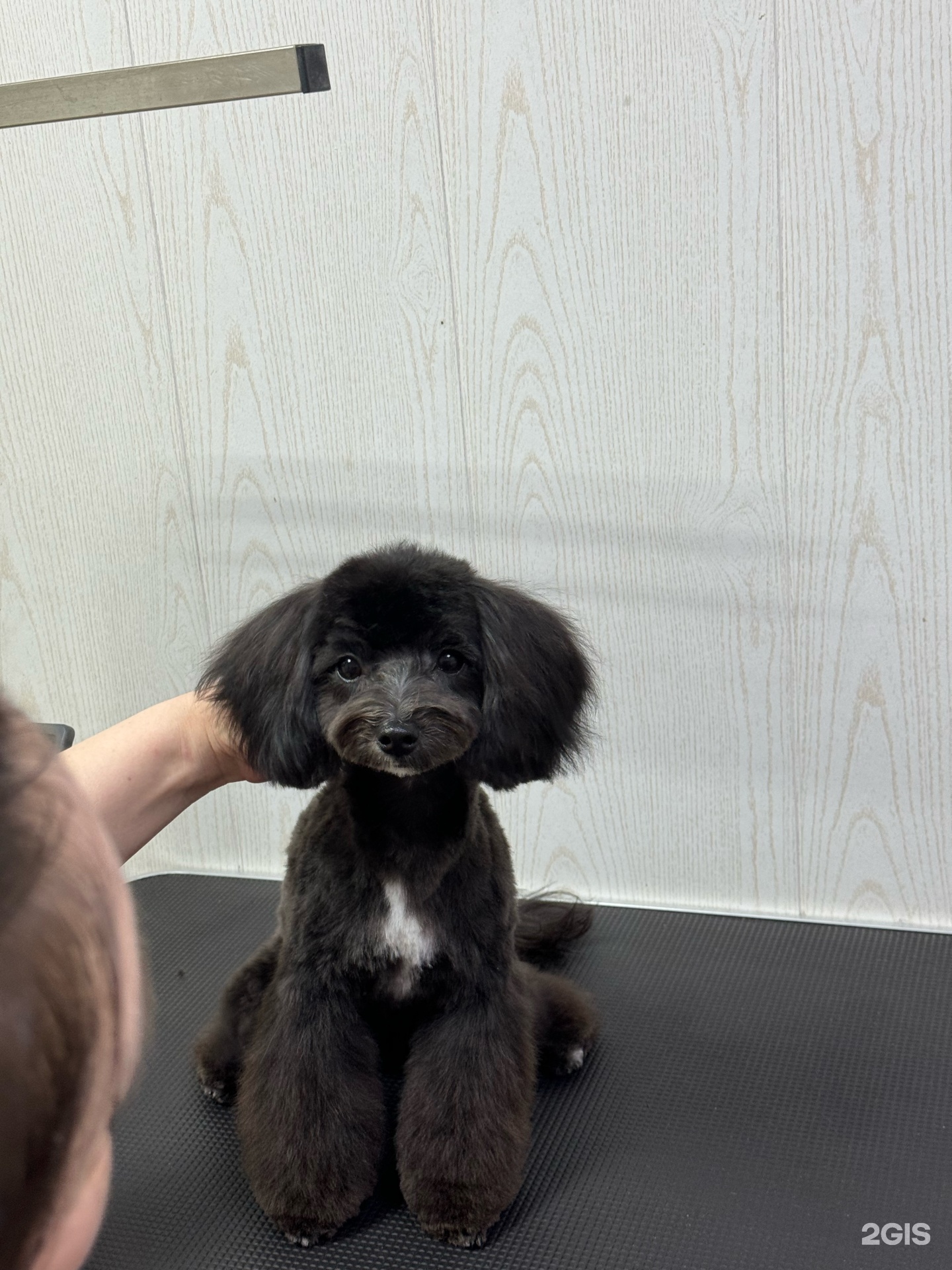 Аврора, зоомагазин