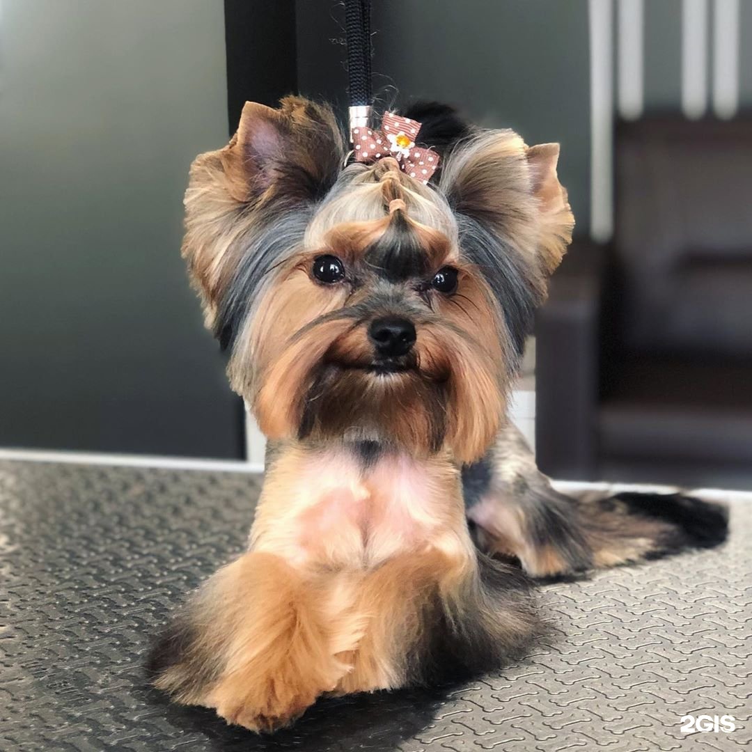 Barberdog, груминг-салон