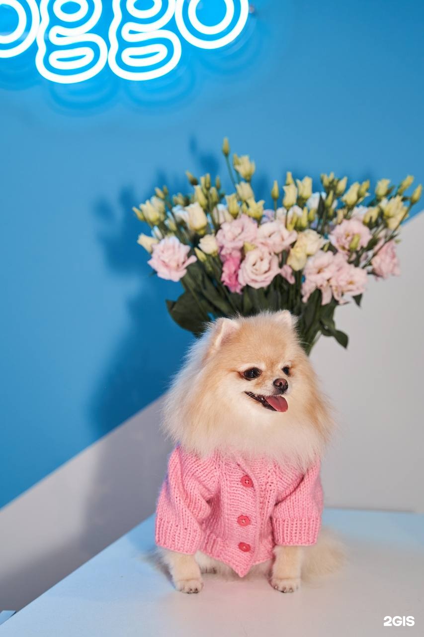 Doggo, груминг салон