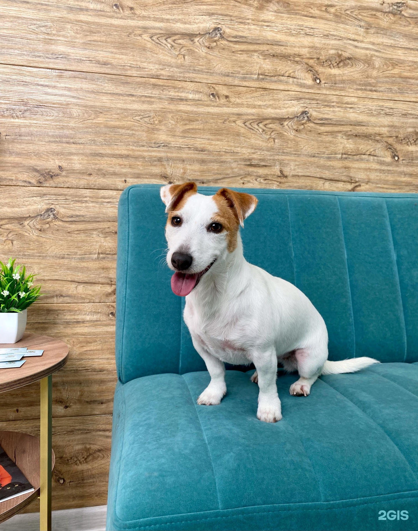 Dogwards, груминг-центр