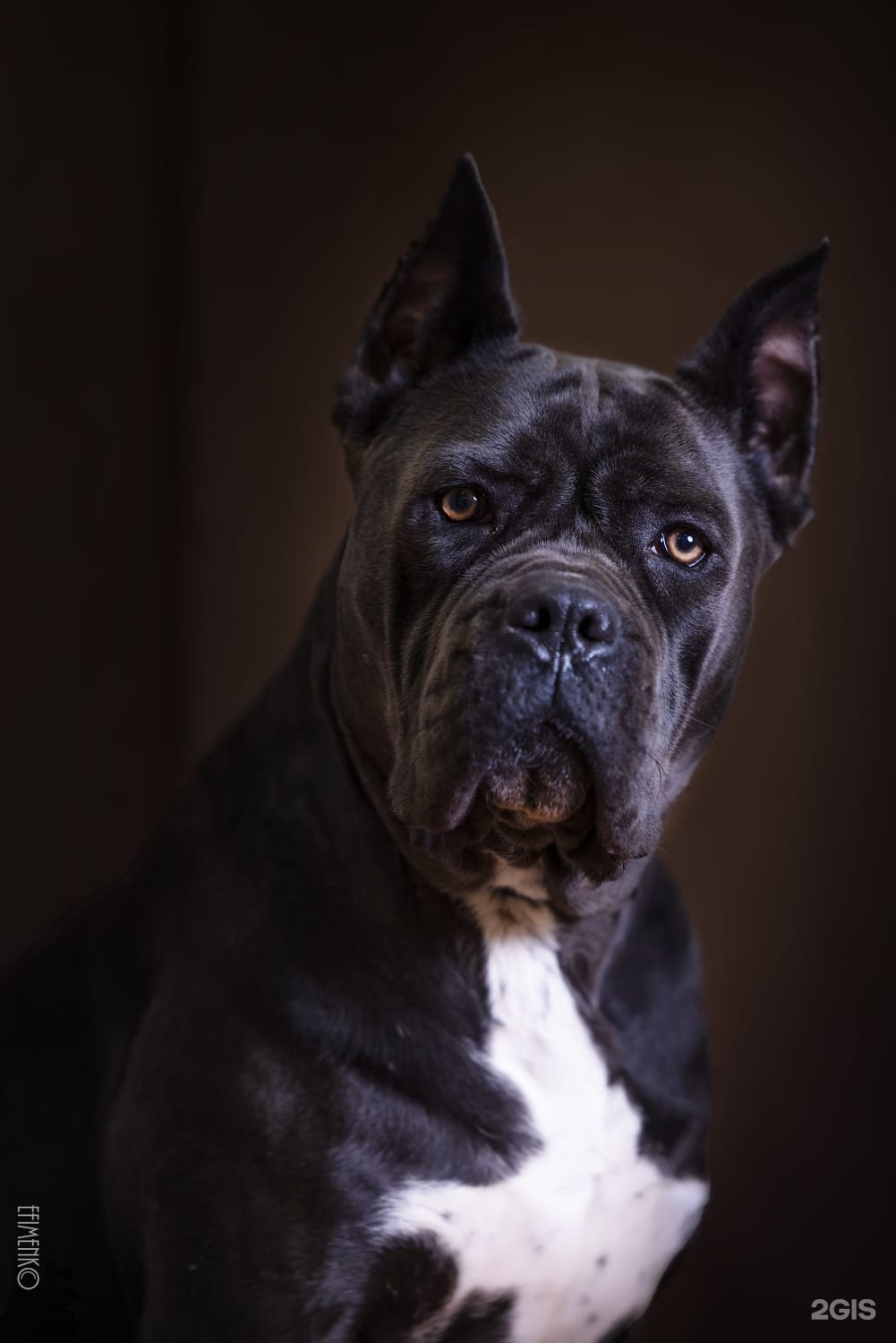 Джумбо, кинологический центр