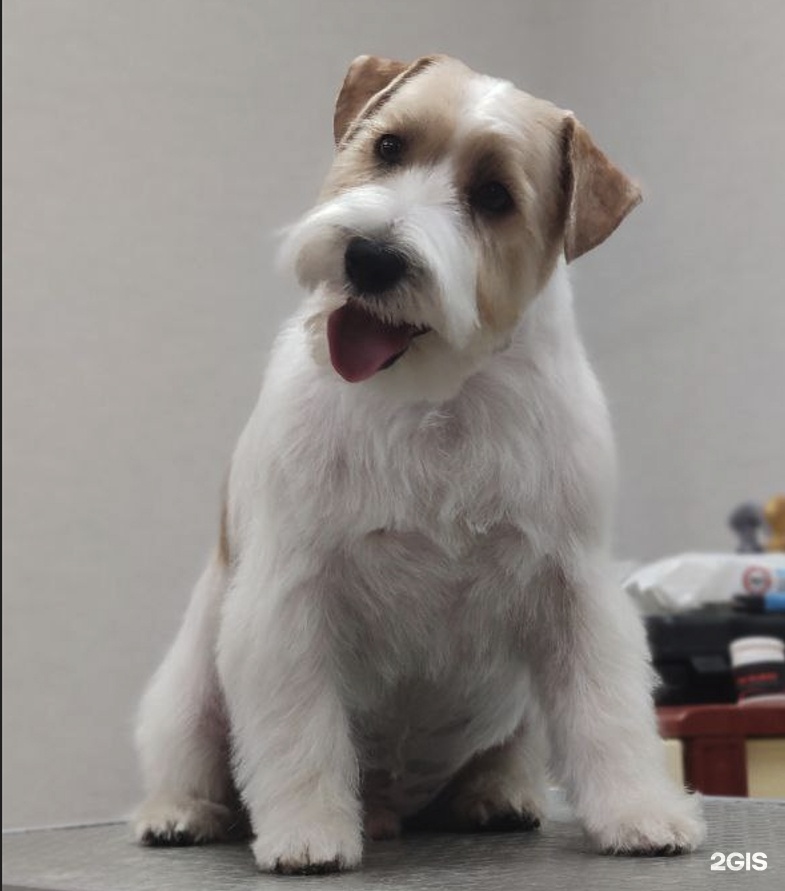 Фабрика груминга, салон красоты для животных