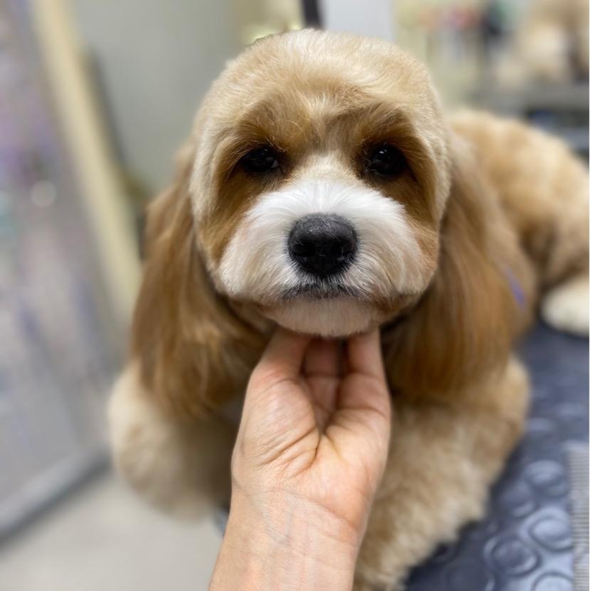 Фабрика груминга, салон красоты для животных