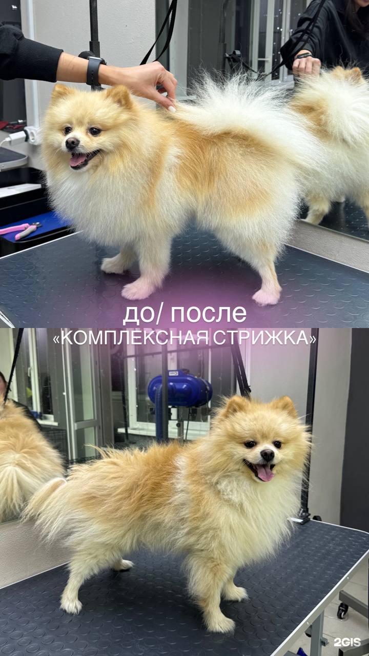 Лапки в порядке, груминг-салон