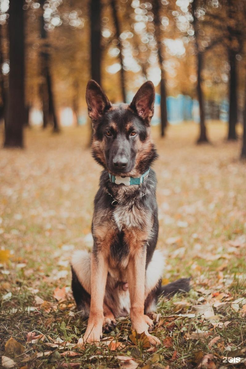 На Дубравной, ветеринарный центр