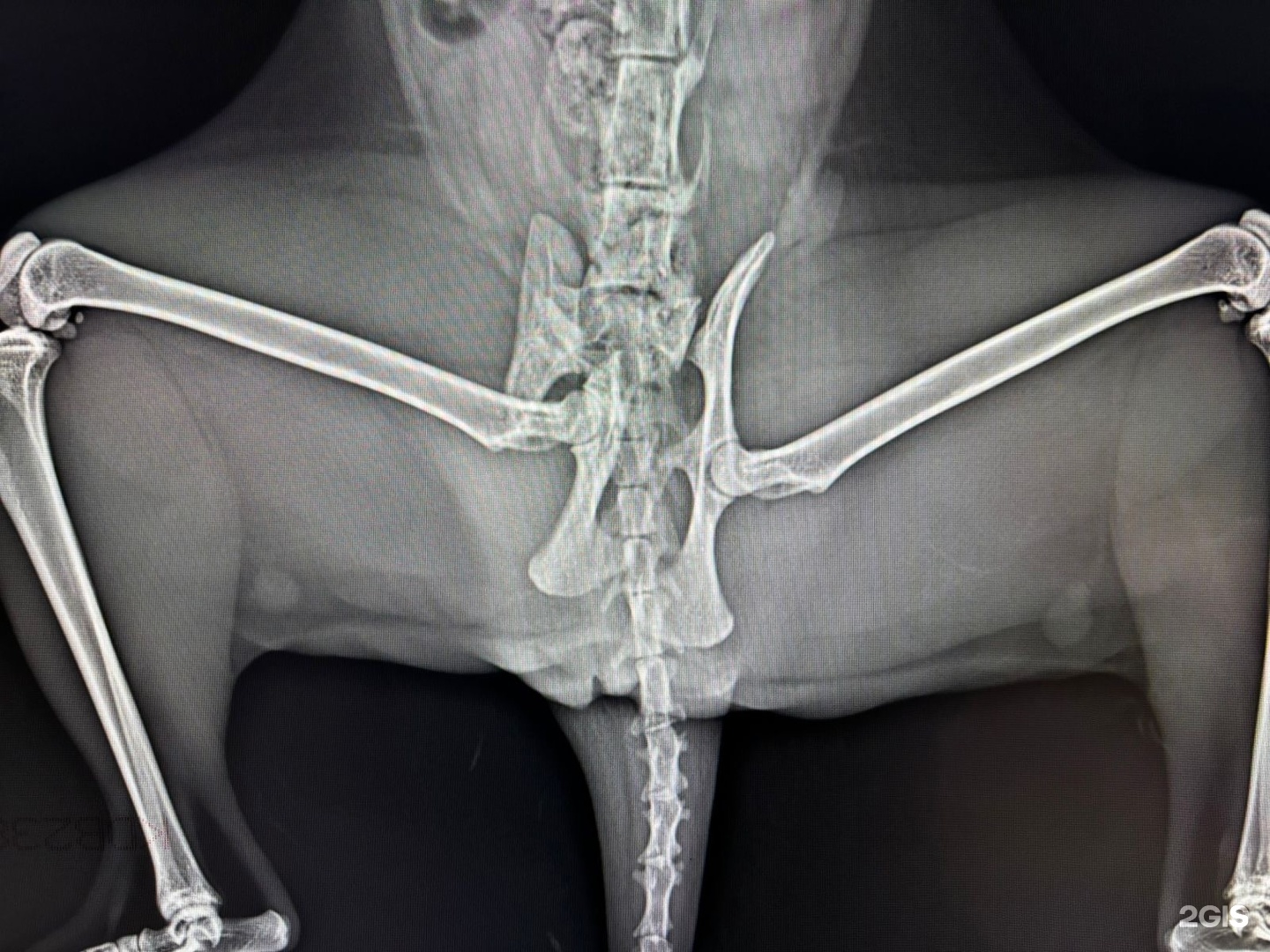 Панда, ветеринарный центр