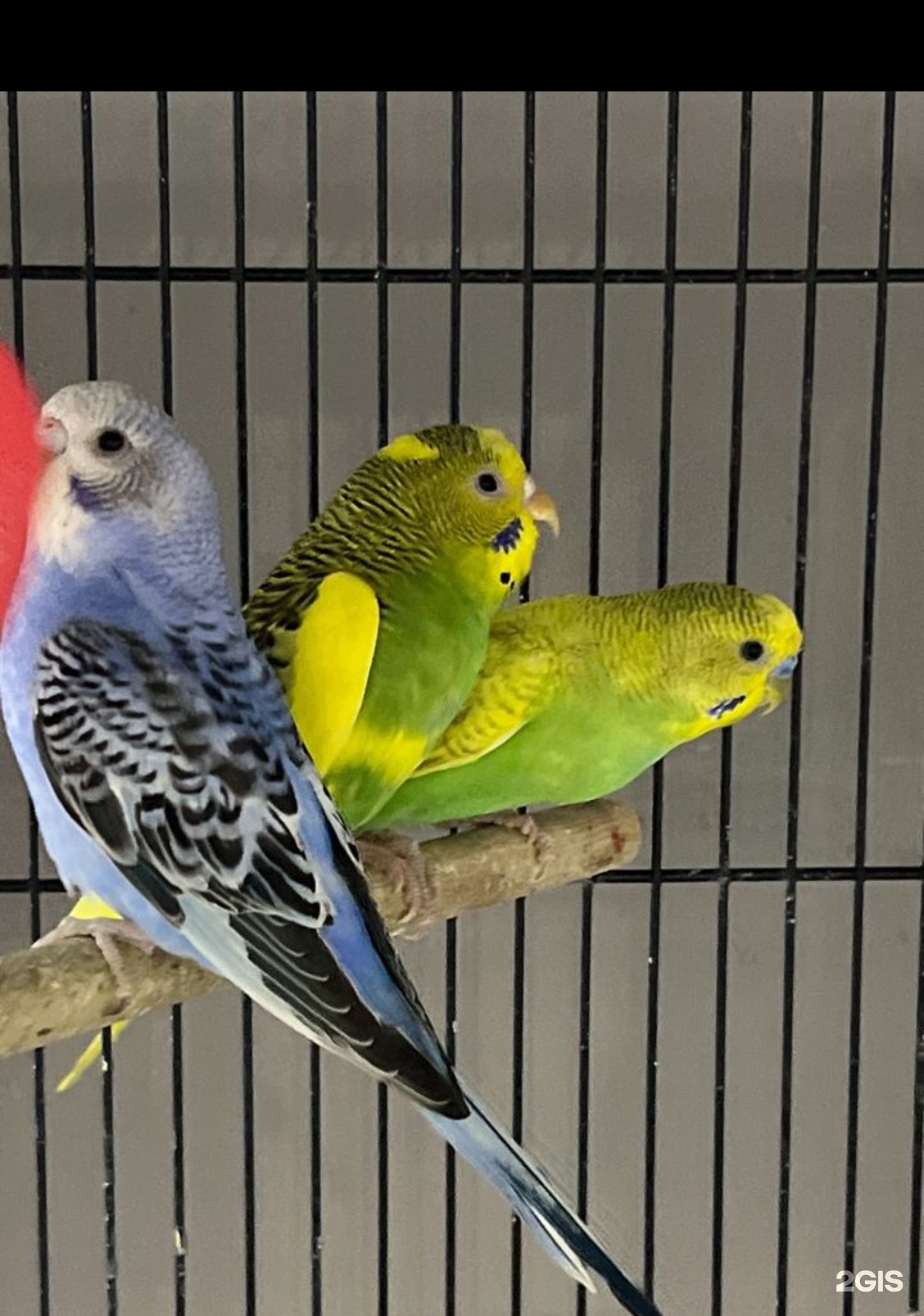 Престиж, зоомагазин