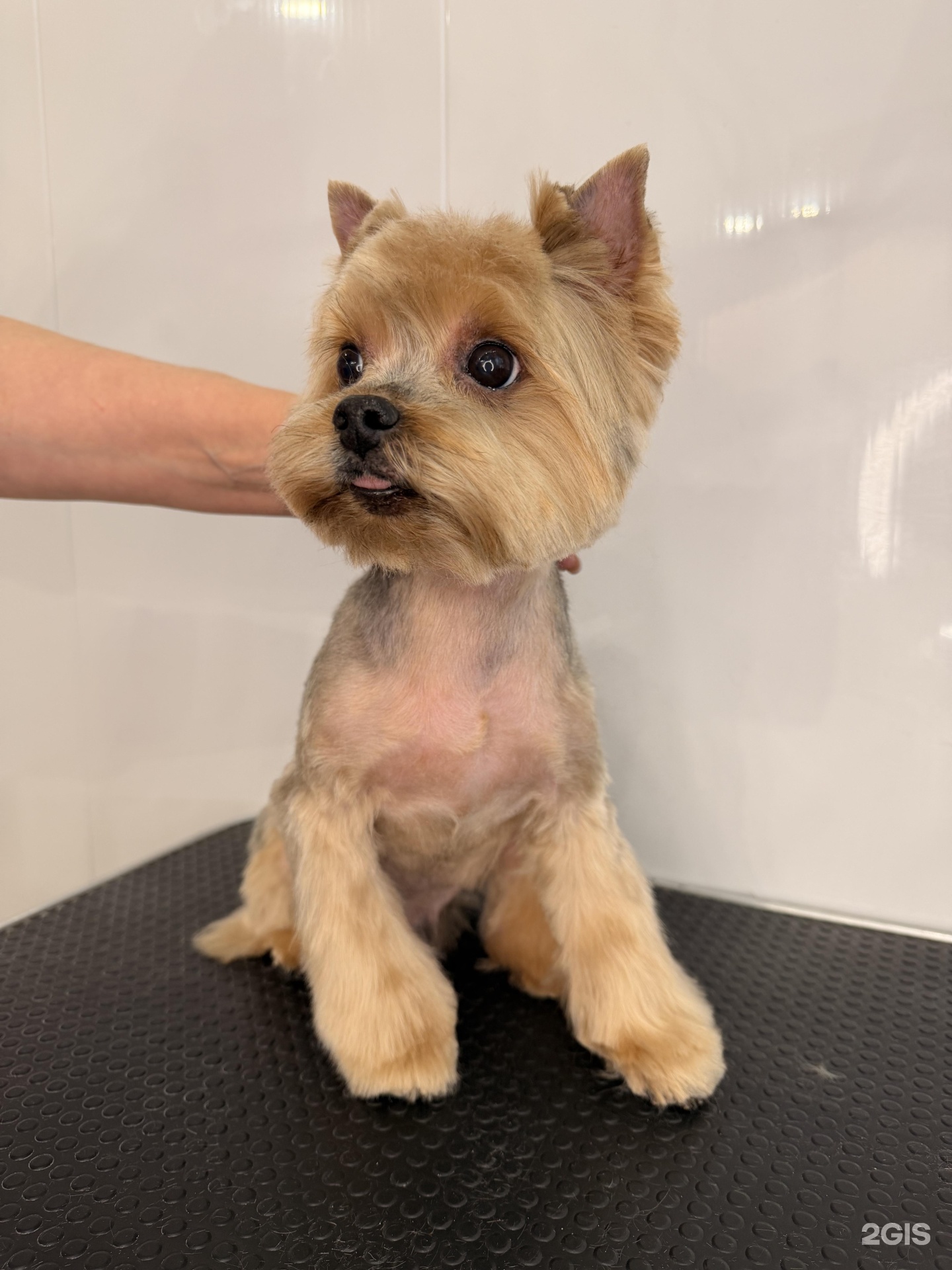 Ривьера Грум