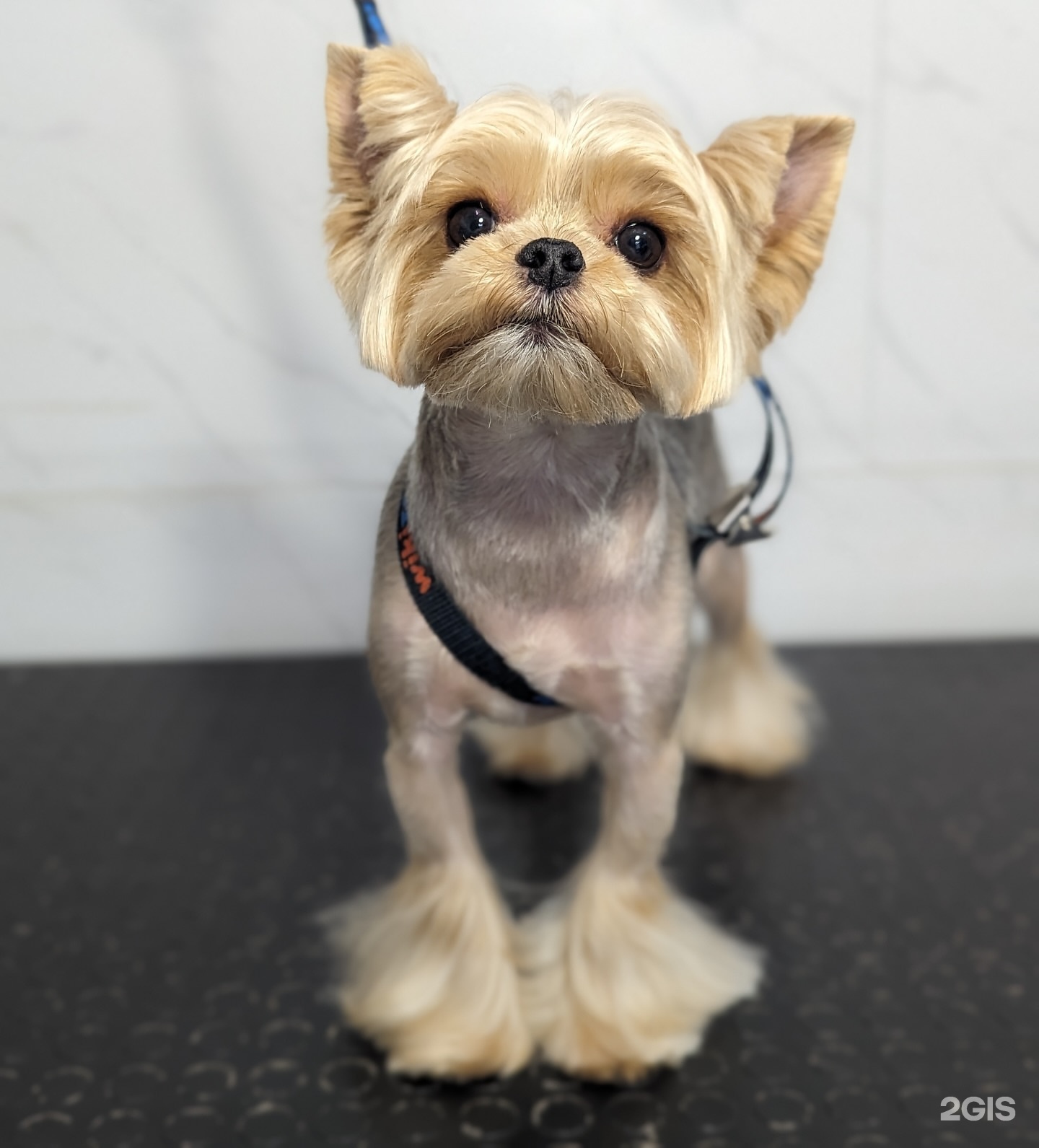 Собуза Гавгона, груминг-салон