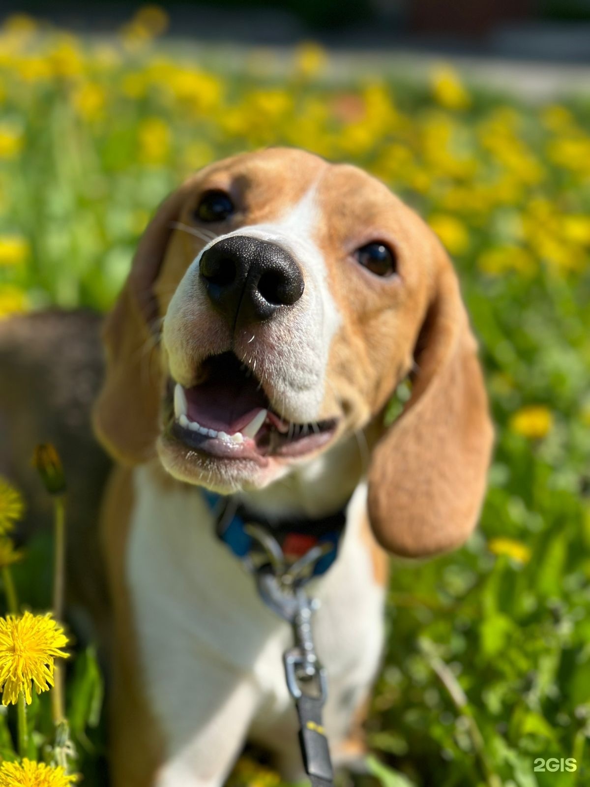 Усатый Нянь, гостиница для животных, БЦ Петрушкин Двор — груминг Казань