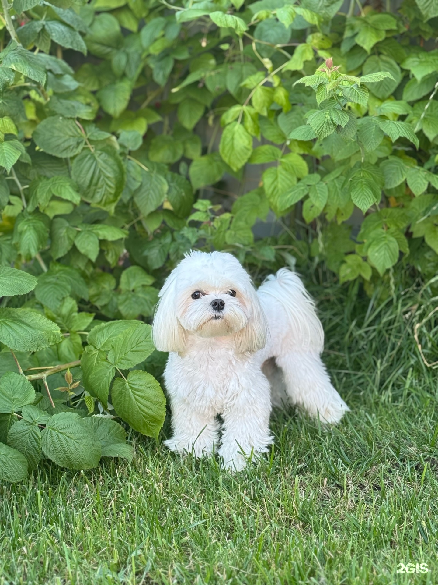 Варли, ветеринарный центр