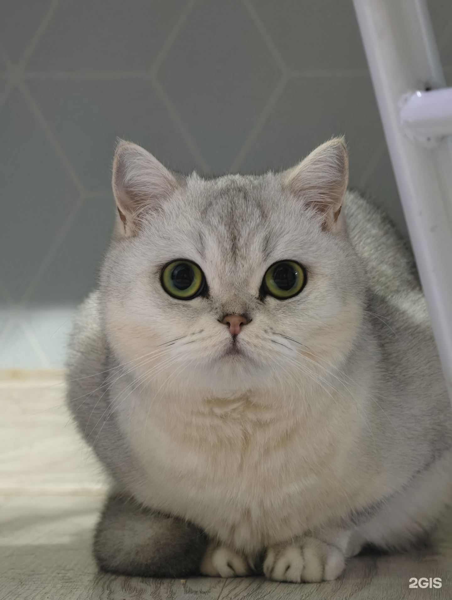 Ветэксперт, ветеринарный центр, Залесная улица, 30