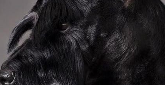 Альфа Грум, студия груминга