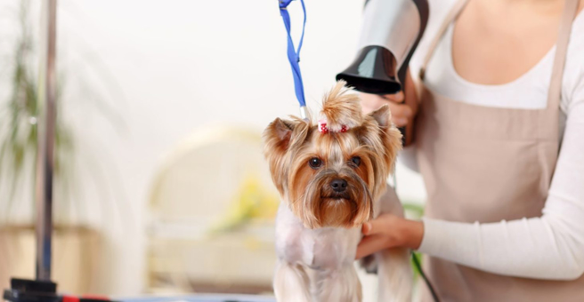 Дог и кэт, груминг-салон для животных — груминг Хабаровск