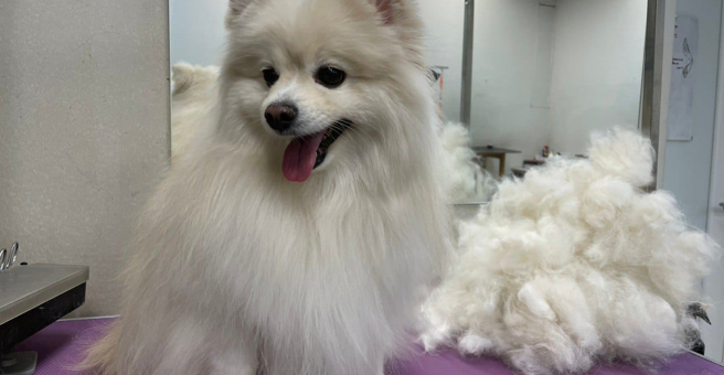 Грумерс, Хабаровский центр декоративного груминга