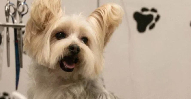 Кудряшка, груминг-студия