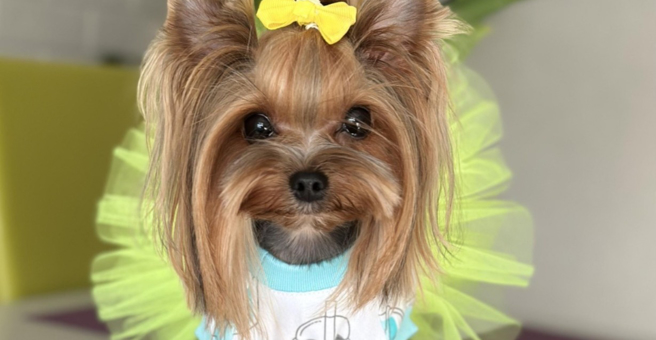 Моська — груминг Хабаровск