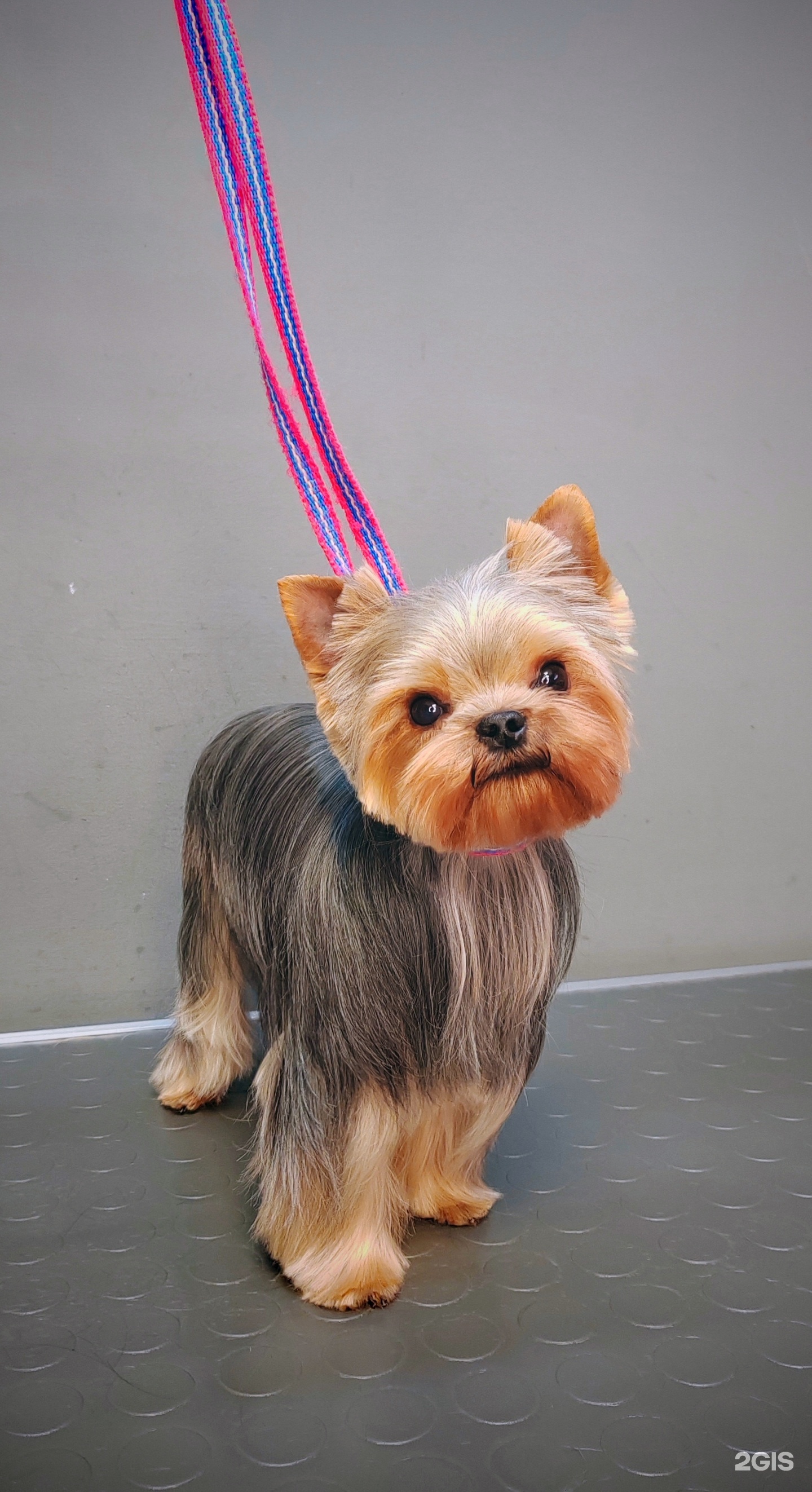 Бимбо, груминг-центр