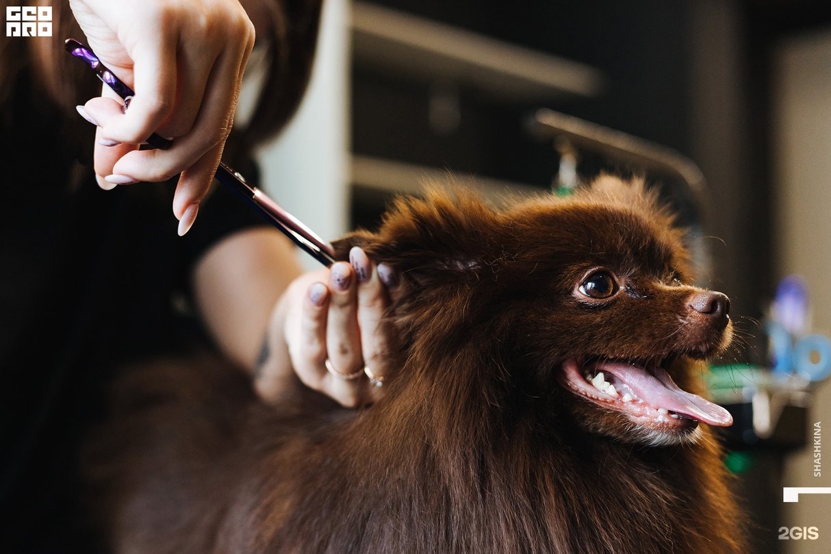 БроДог, груминг-студия, Дальний проезд