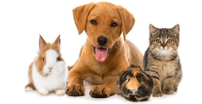 Добрые руки, ветеринарная клиника