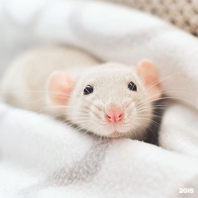 Кот Лео, зоомагазин