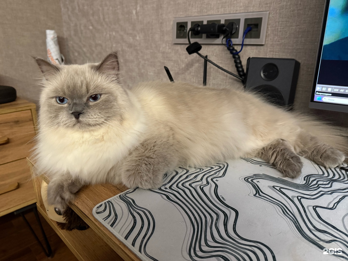 Милорд, груминг-салон