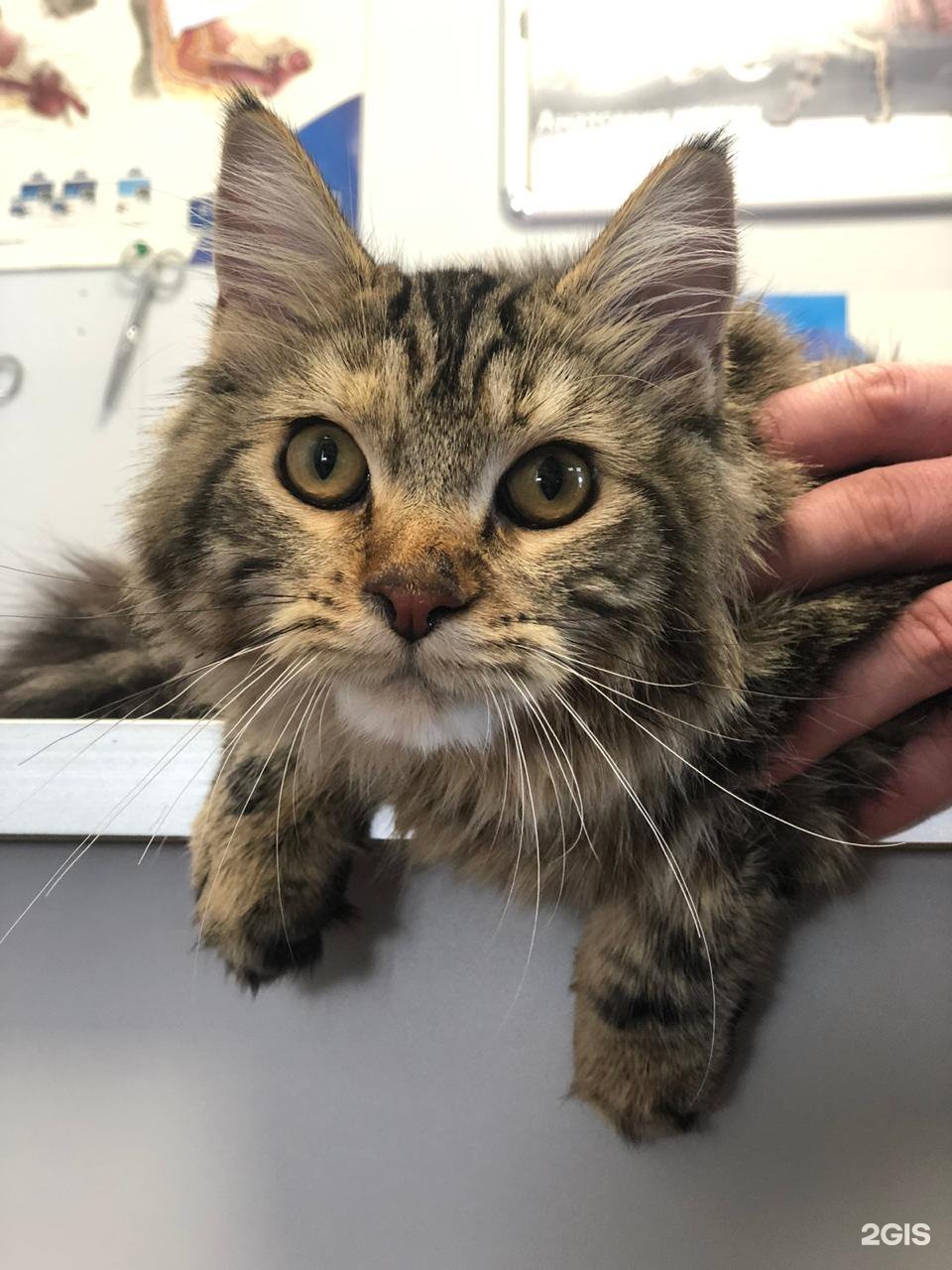 Воля, ветеринарная клиника