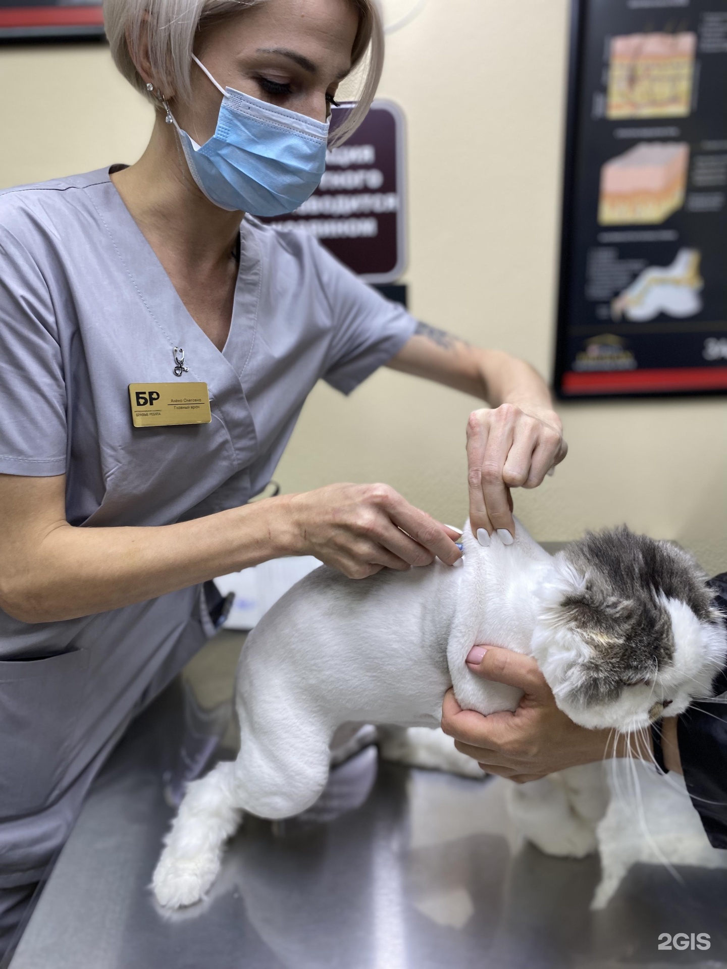 Бравые ребята, ветеринарная клиника