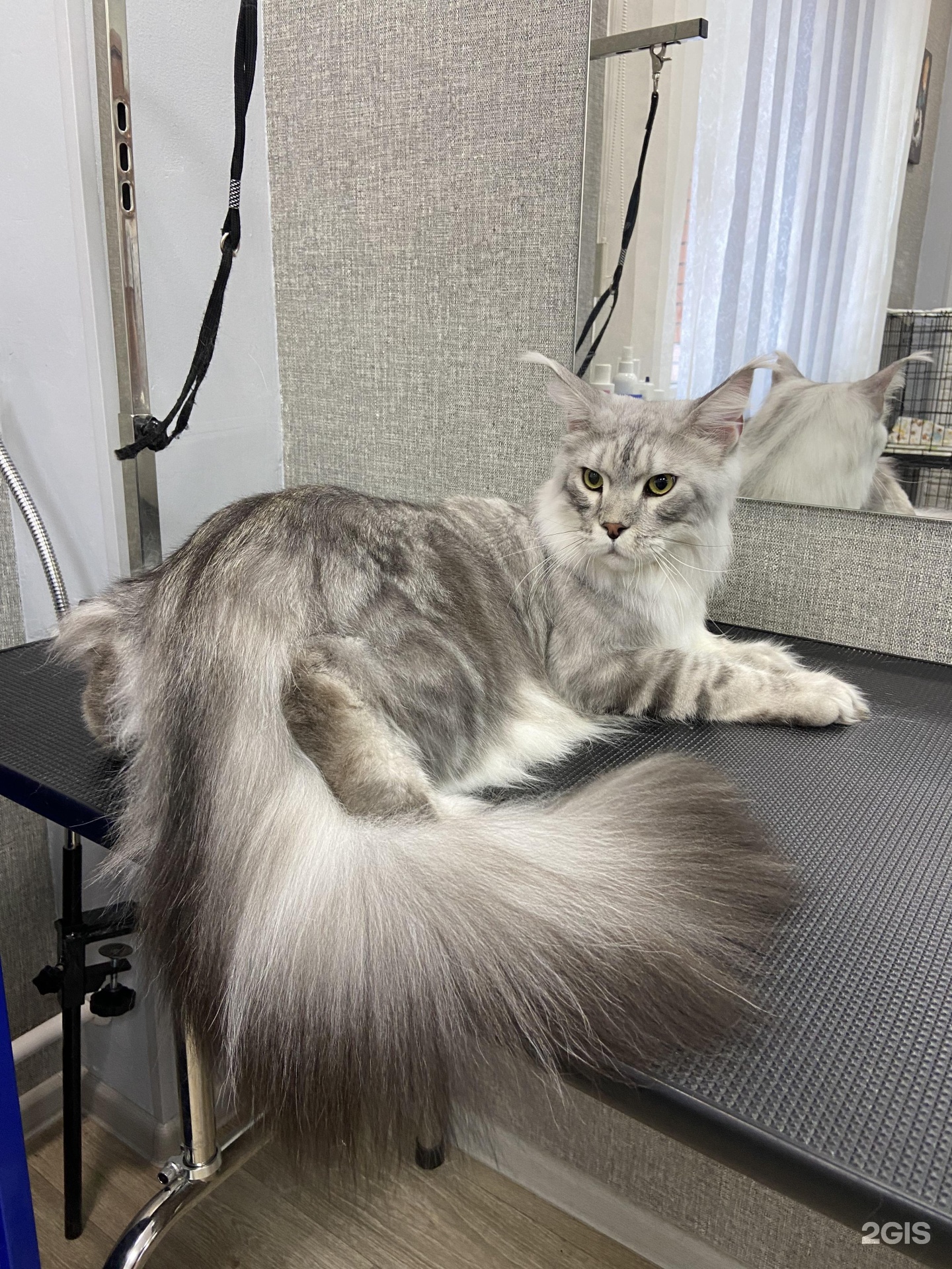 Чистый хвост, груминг-салон