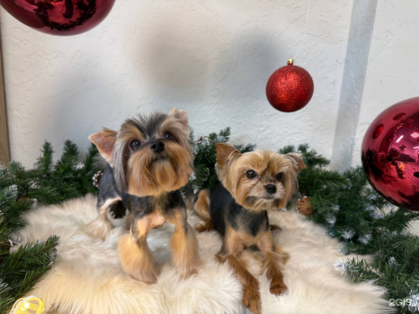 Doggie&amp;Cat, студия груминга