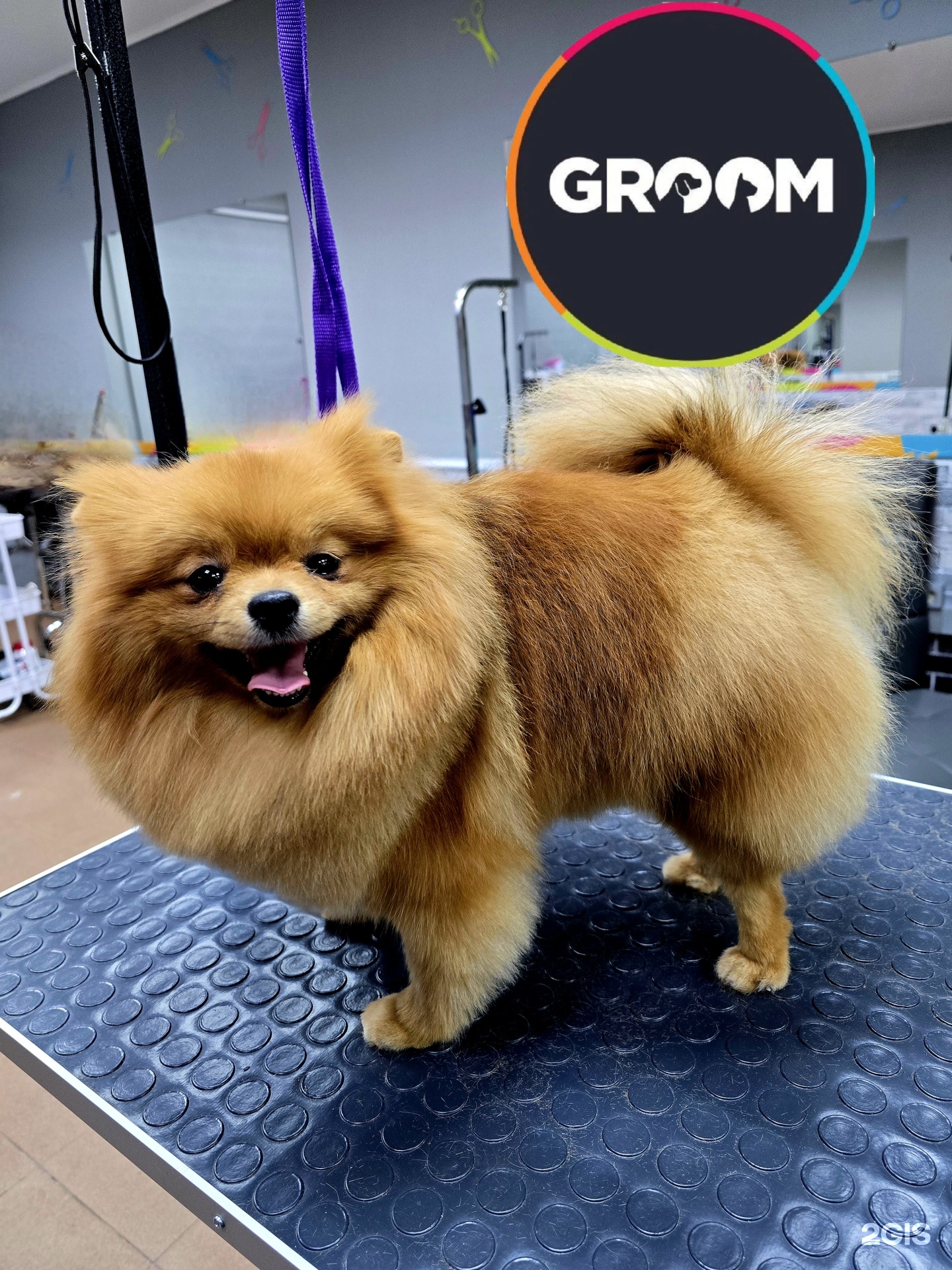 Groom, салон по уходу за животными