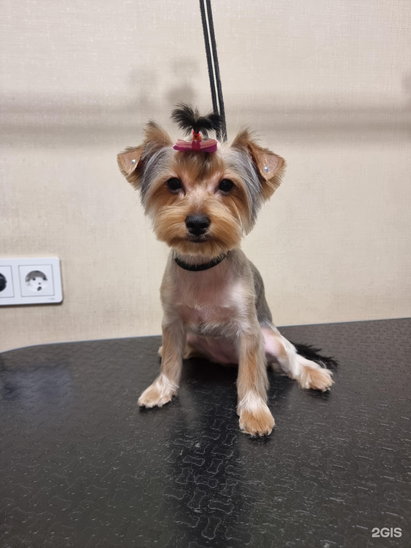 Груминг-студия Ирины Ендржеевской